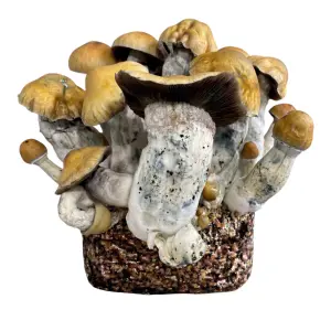 Penis Envy XL Mushroom Grow Bag