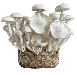 Leucistic JMF (Jedi Mind Fuck) XL Mushroom Grow Bag