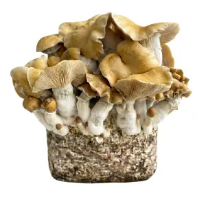 Hillbilly Pumpkin XL Mushroom Grow Bag