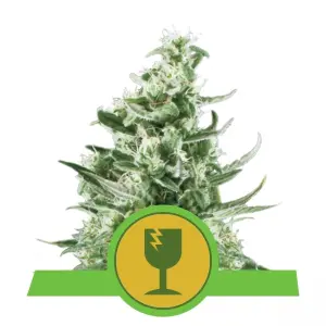 Royal Critical Automatic (RQS)