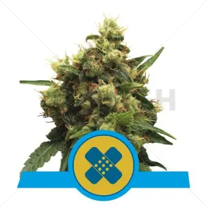Painkiller XL (RQS)