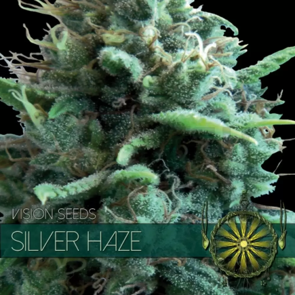 Silver Haze (Vision Seeds)