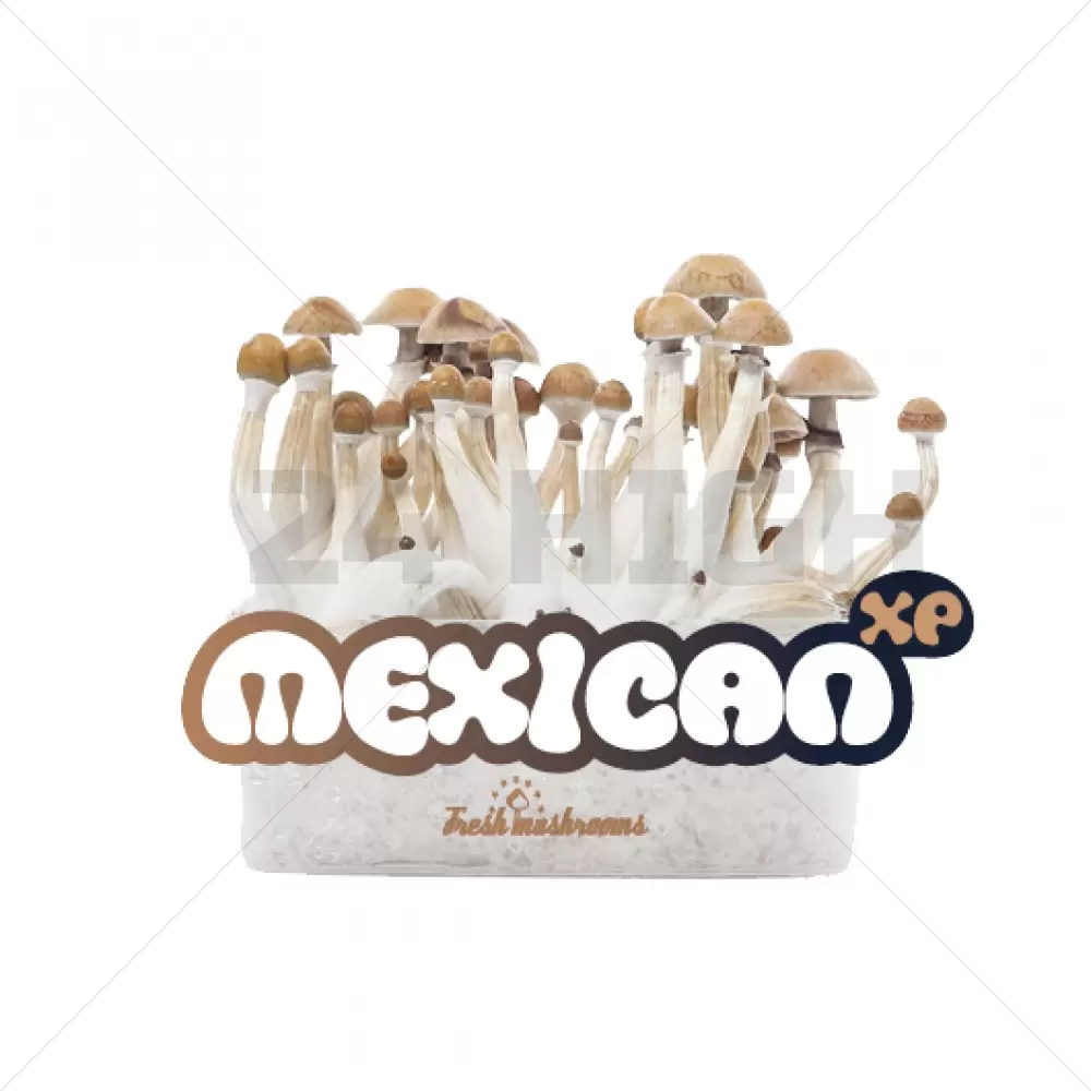 100% Mycelium Magic Mushroom Growkit Mexican