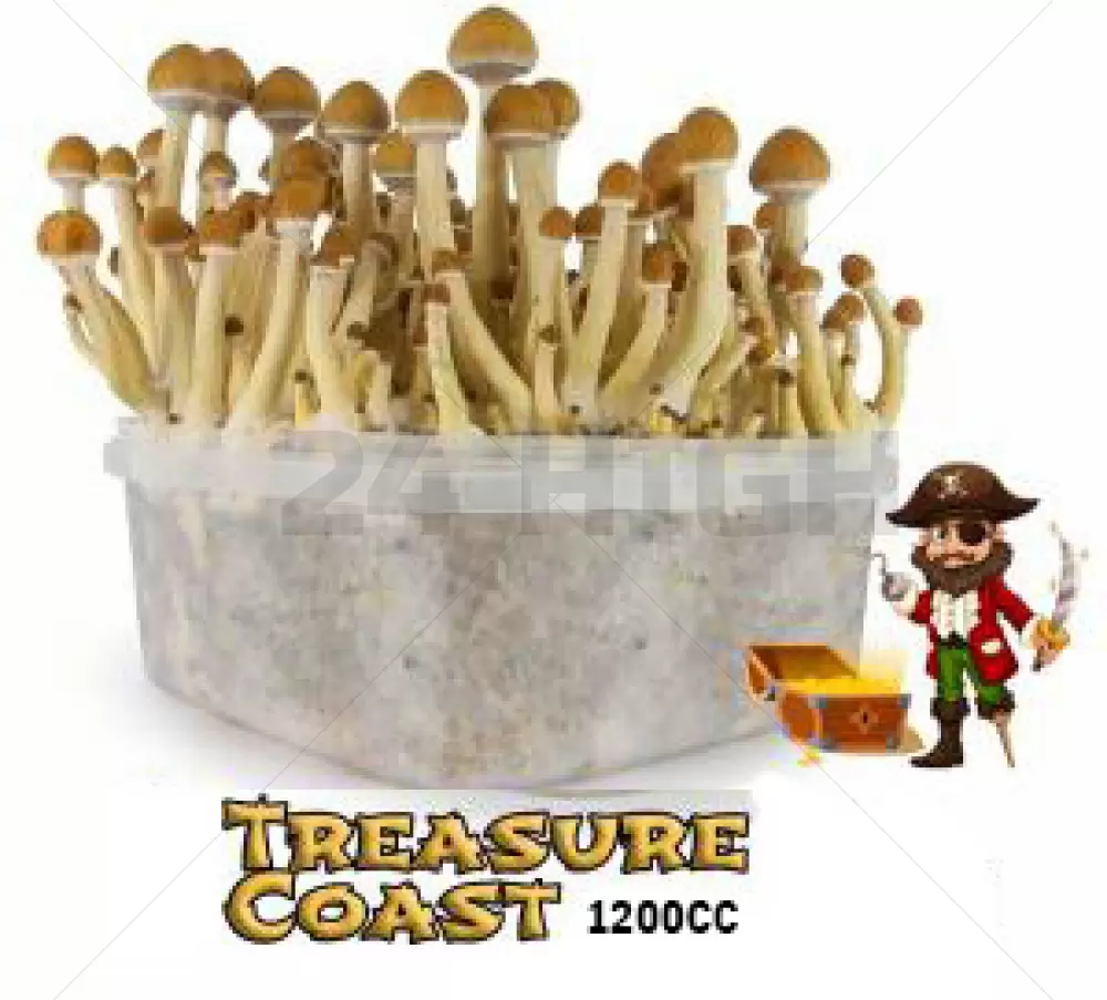 Mondo Grow Kit Treasure Coast 