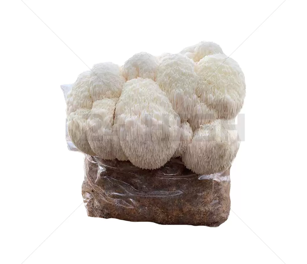 Lion's Mane Mushroom Growkit XL