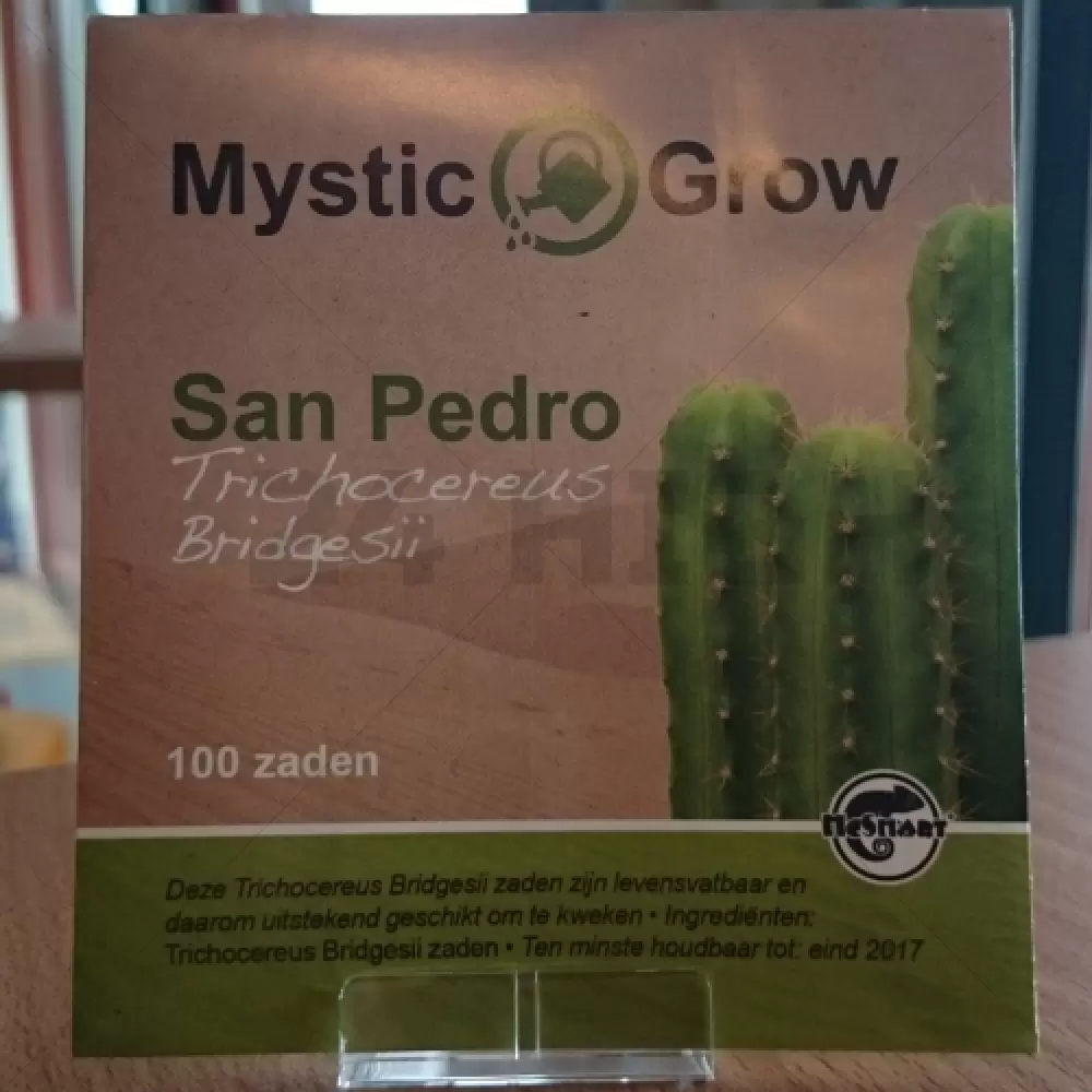 San Pedro seeds (Trichocereus bridgesii)
