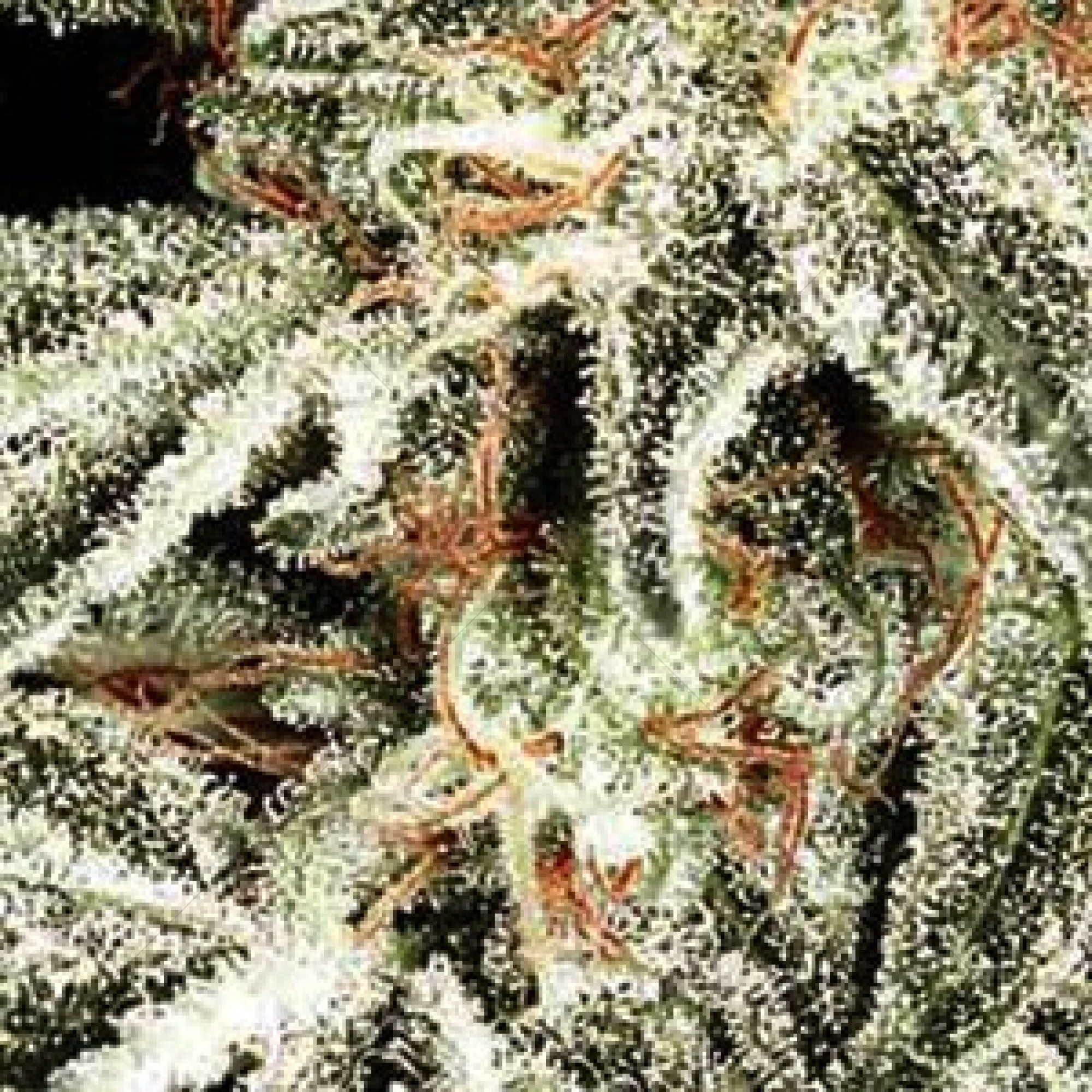 Russian Snow (Vision Seeds) 3Seeds