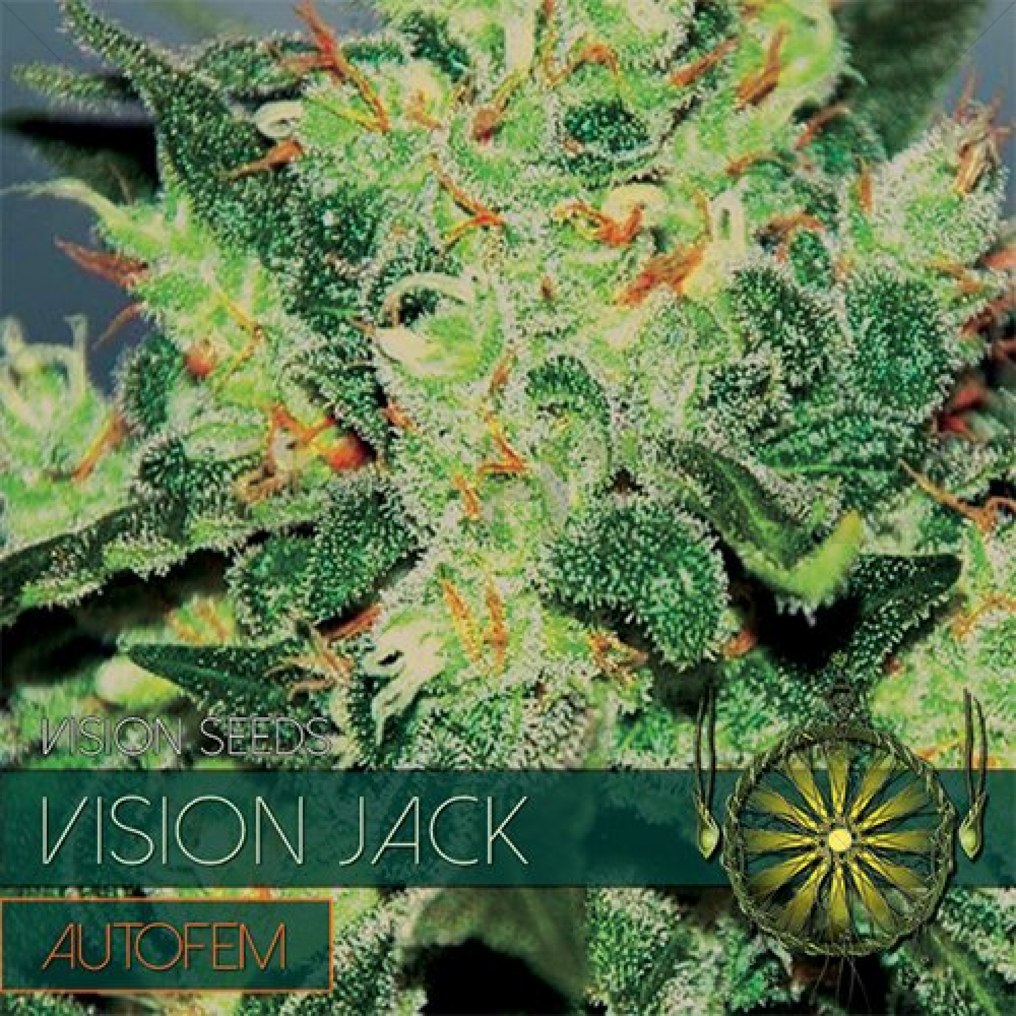Vision Jack Auto (Vision Seeds)  Feminized