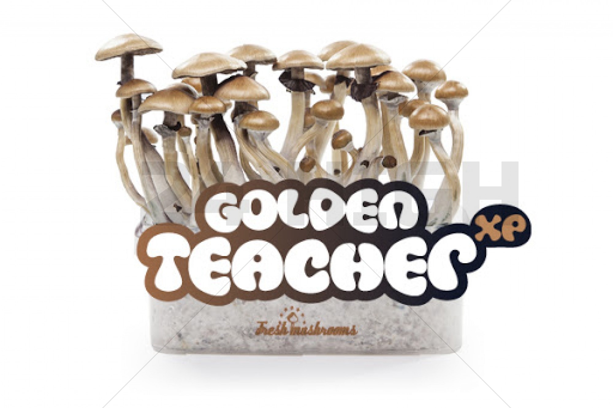 100% Mycelium Magic Mushroom Growkit Golden Teacher