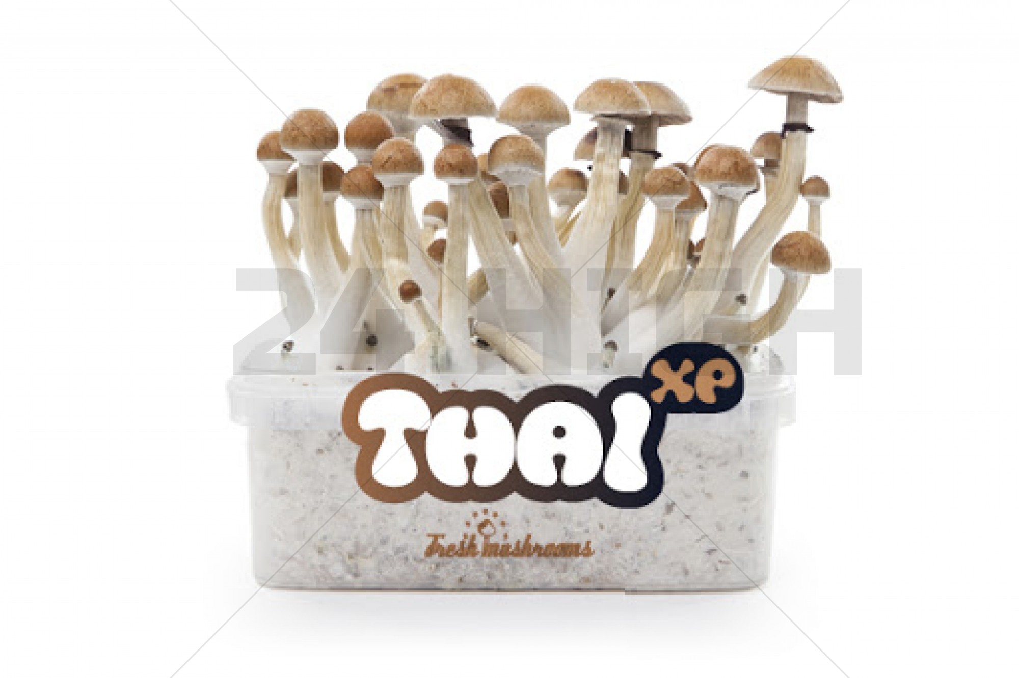 100% Mycelium Magic Mushroom Growkit Thai