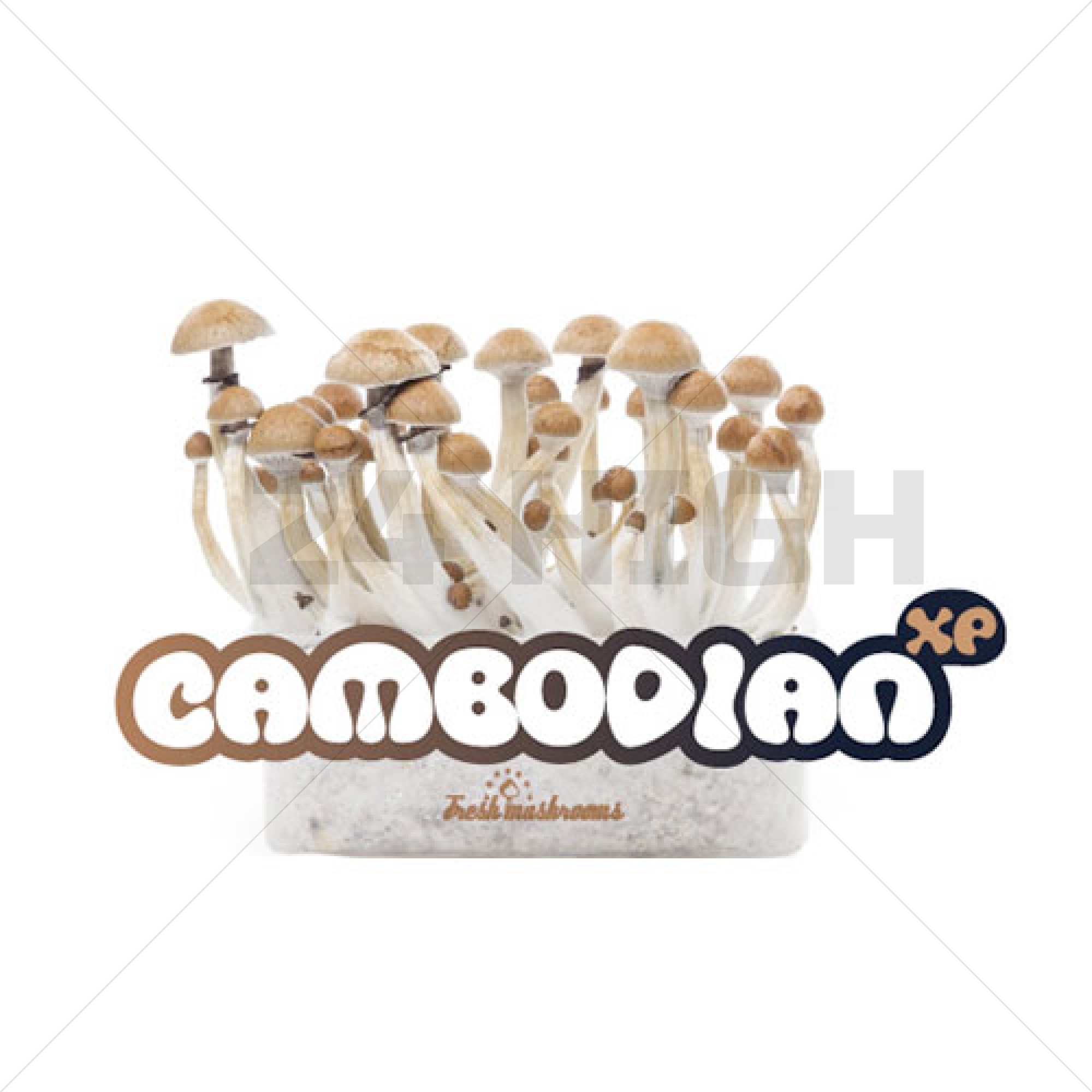 100% Mycelium Magic Mushroom Growkit Cambodian