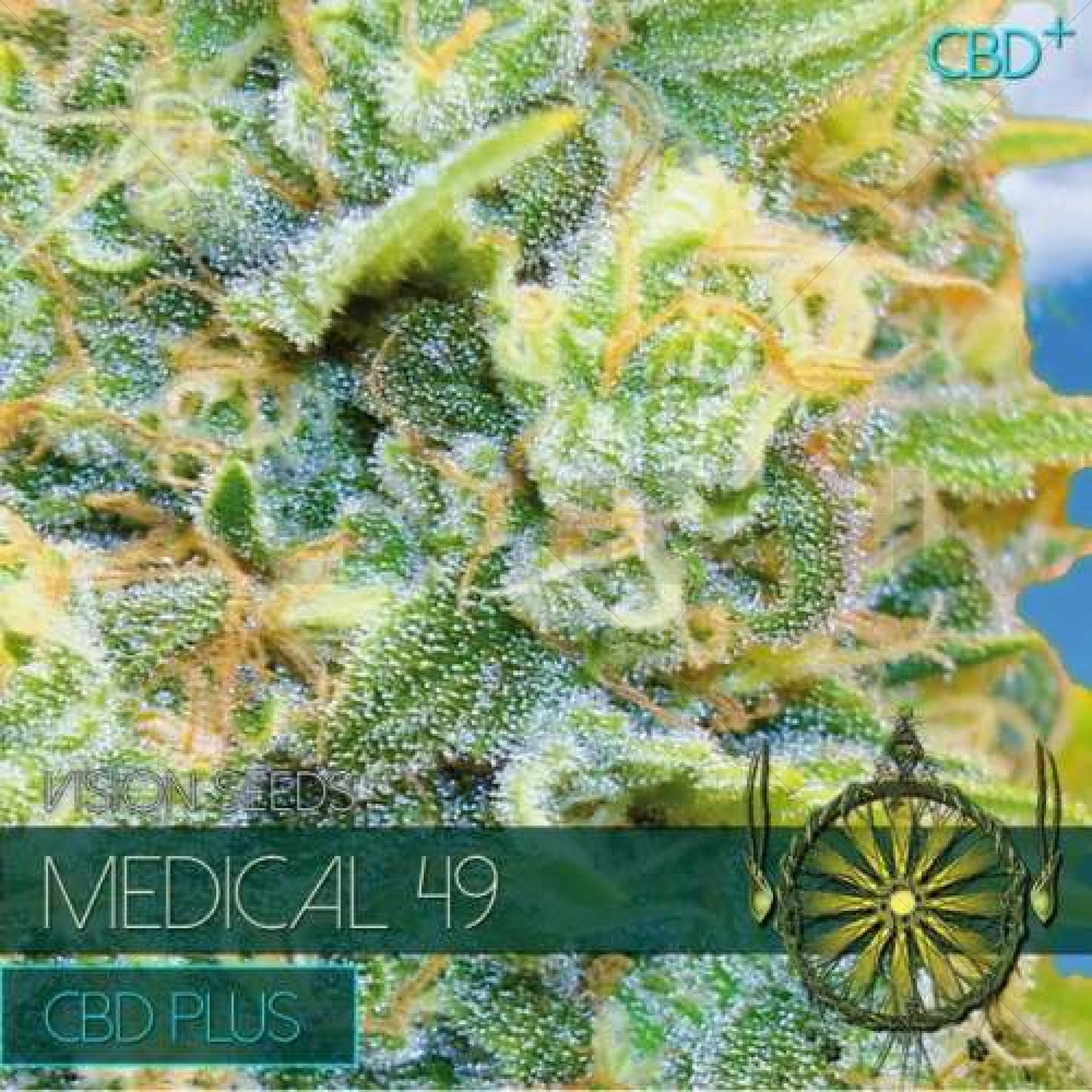 Medical 49 CBD+ (Vision Seeds) - 3 Seeds