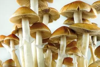 THESE FUNGI CAUSE FUNGAL INFECTION ON YOUR MUSHROOMS GROWING KIT