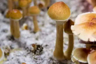 HOW TO GROW MAGIC MUSHROOMS WITH YOUR OWN GROW KIT?