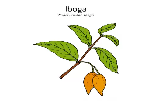 WHAT IS IBOGAINE?