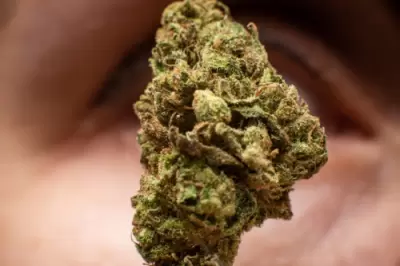 WHAT IS THE STRONGEST CANNABIS STRAIN IN THE WORLD?