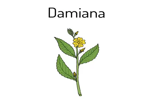 WHAT IS DAMIANA AND WHAT EFFECTS DOES IT HAVE?