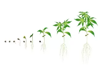 CULTIVATING CANNABIS - PART 3