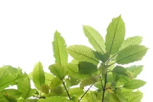 Types of kratom: what are the differences between Red, Green and White Vein?