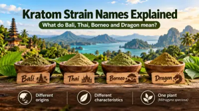 Kratom names explained: what do Bali, Thai, Borneo and Dragon mean?