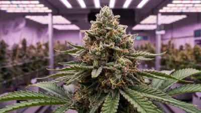 Flowering cannabis guide (12/12 light cycle, stages, tips & common issues)