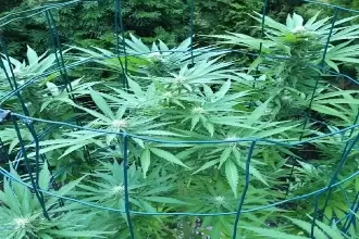 CANNABIS PLANTS CULTIVATION OUTDOOR