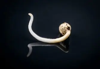 HOW TO GERMINATE YOUR CANNABIS SEEDS?