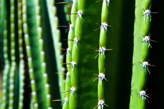 THE MAGICAL POSSIBILITIES OF CACTI