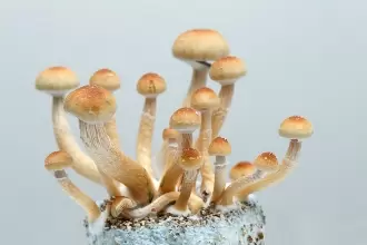 WHAT TYPES OF SUBSTRATE ARE THERE FOR GROWING MAGIC MUSHROOMS