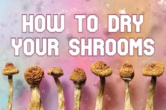 THE BEST WAY TO DRY YOUR MAGIC MUSHROOMS