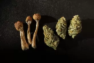 CAN YOU COMBINE CANNABIS AND MAGIC MUSHROOMS?